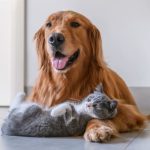 Вітаміни для тварин: Що потрібно знати